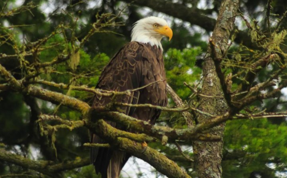 Grebe Islets Vancouver Nature Tour by Boat - SeaVancouver