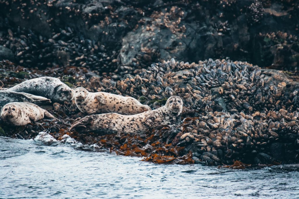 seals on a rock