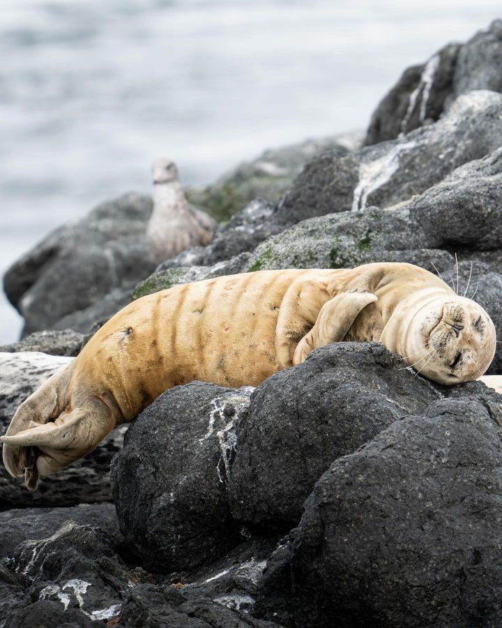 seal private city and nature