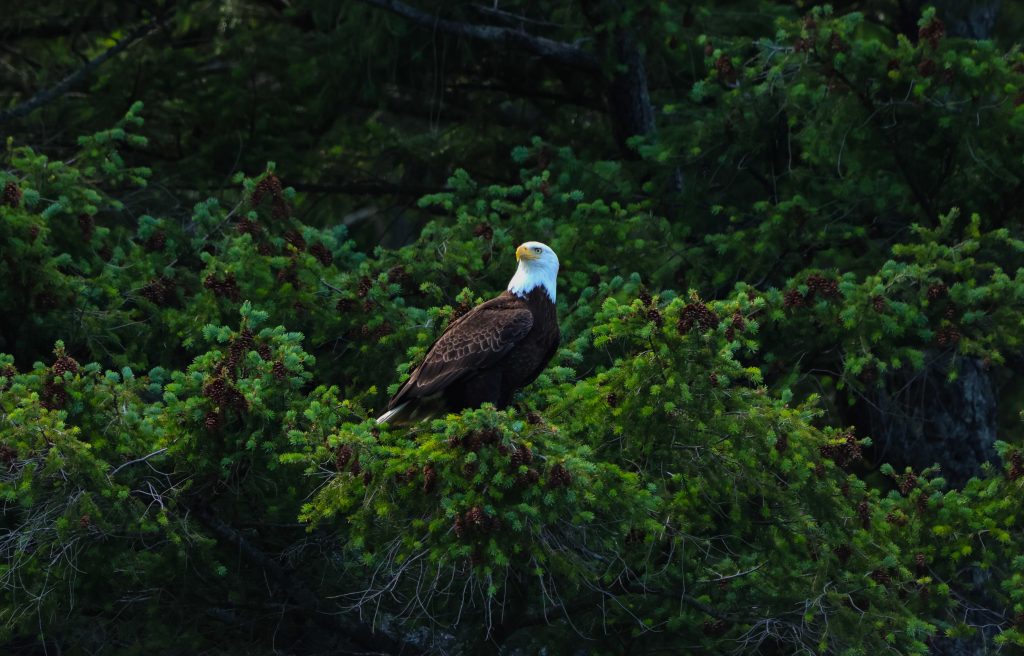 bald eagle