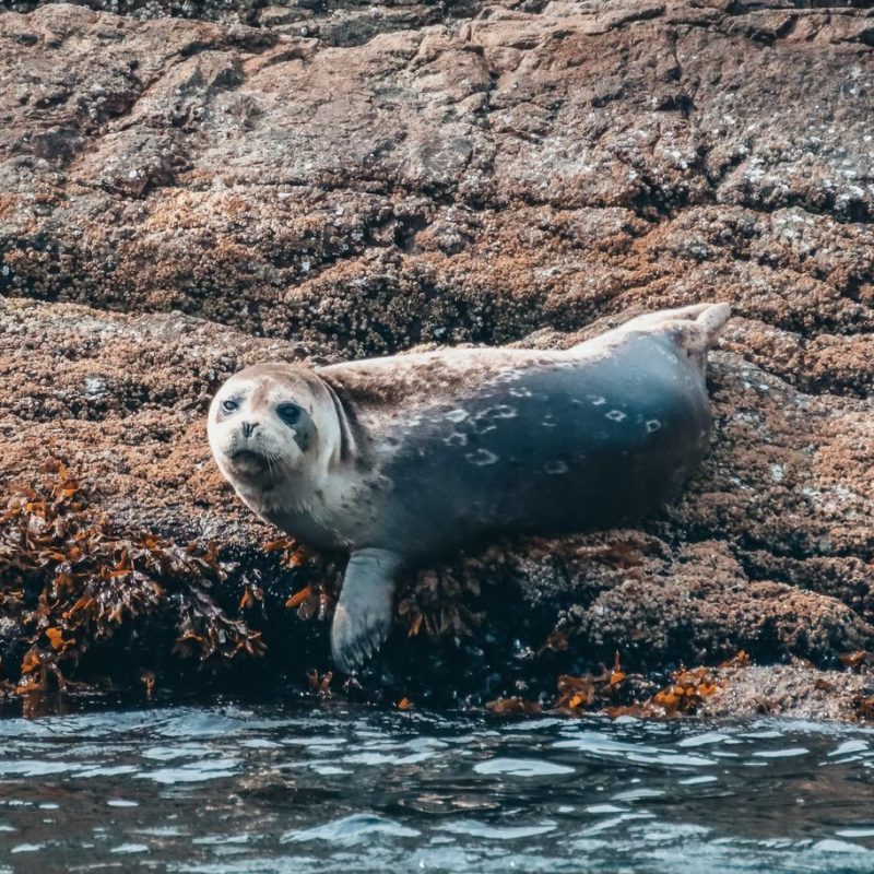 Seal in Vancouver