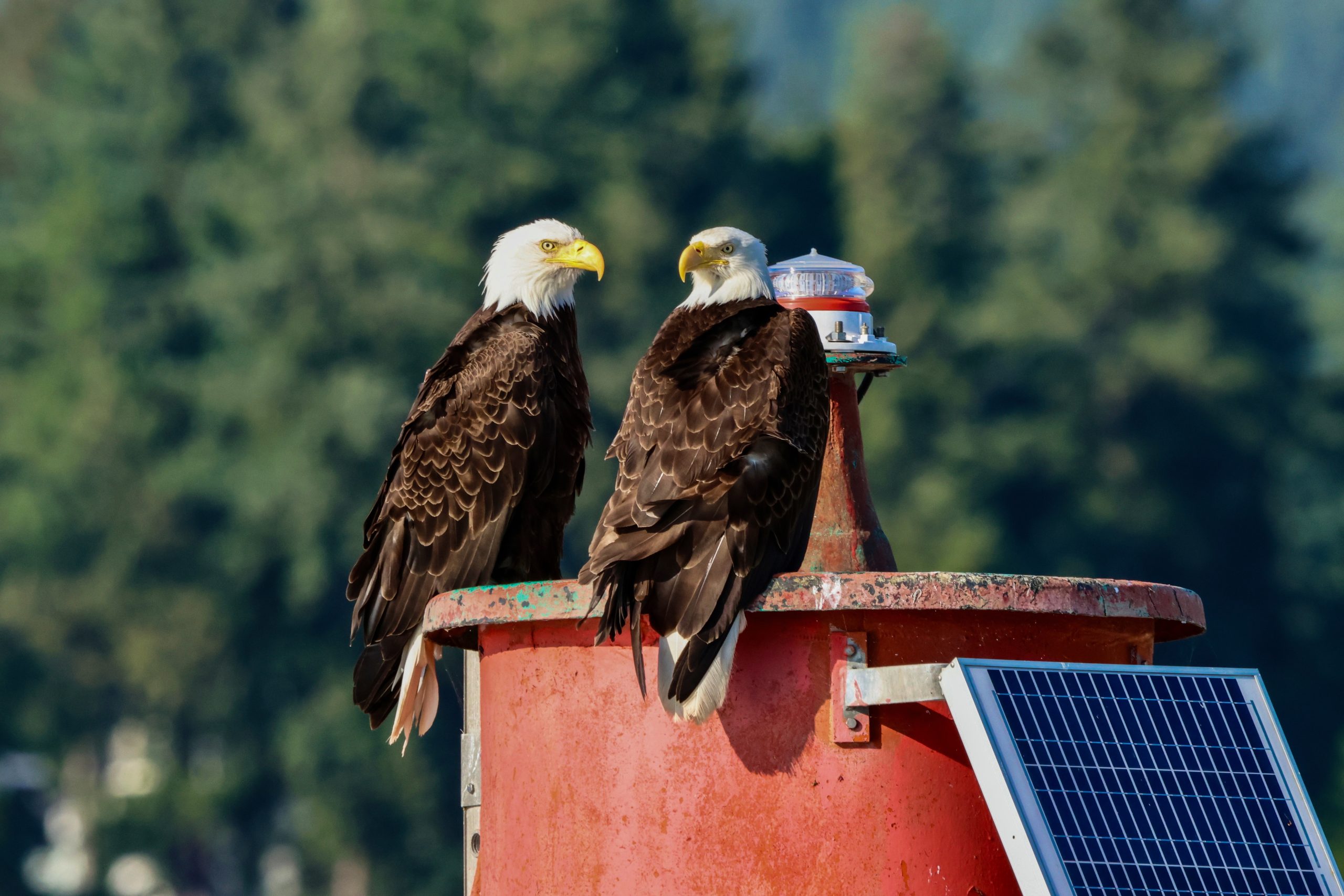 double eagle
