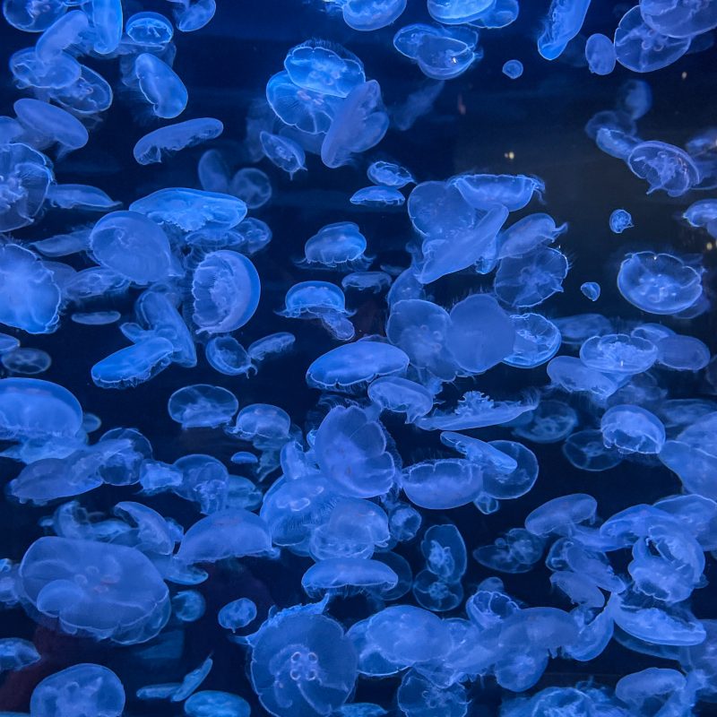 jellyfish in the salish sea