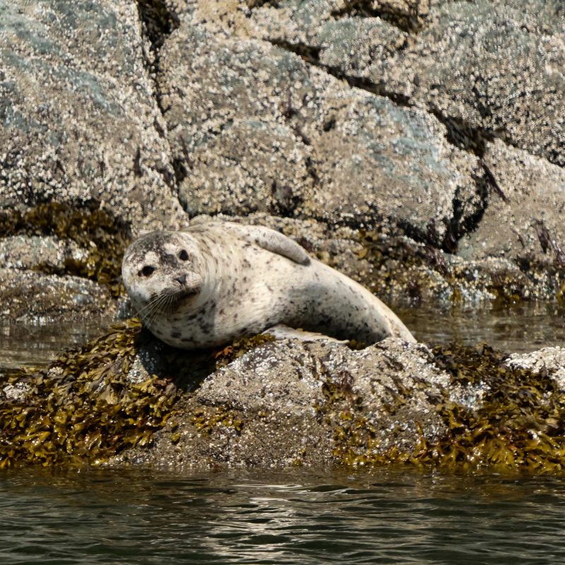 seals