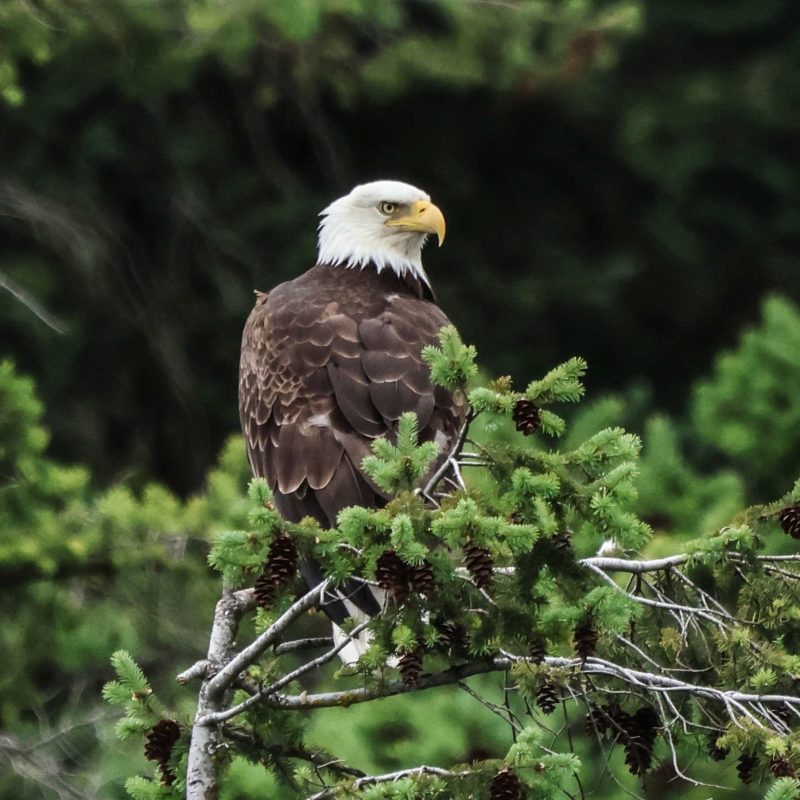bald eagle
