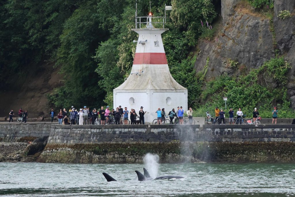 Stanley Park Seawall