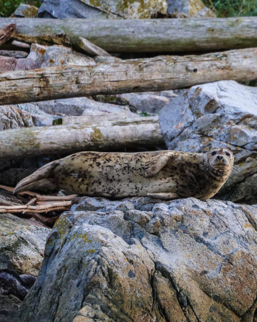 Seal near logs