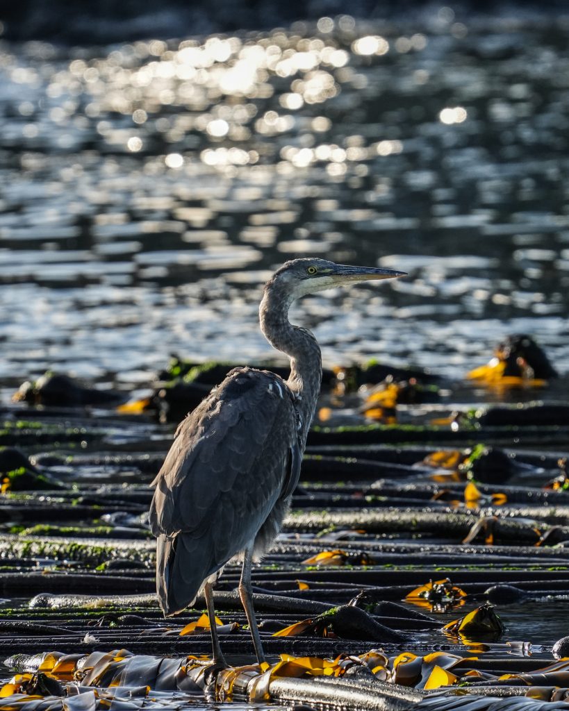 Great Blue Heron