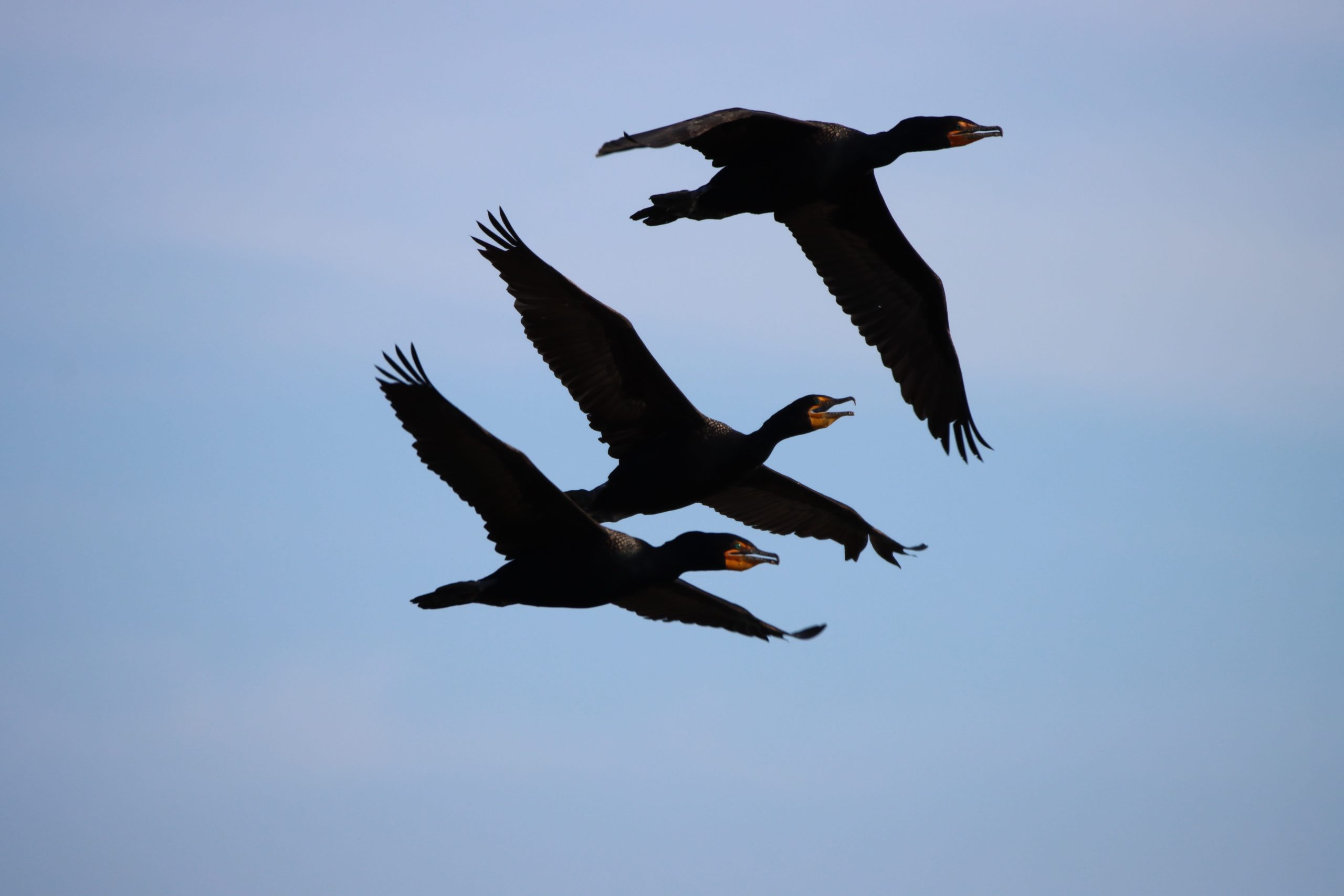 Cormorants Flying