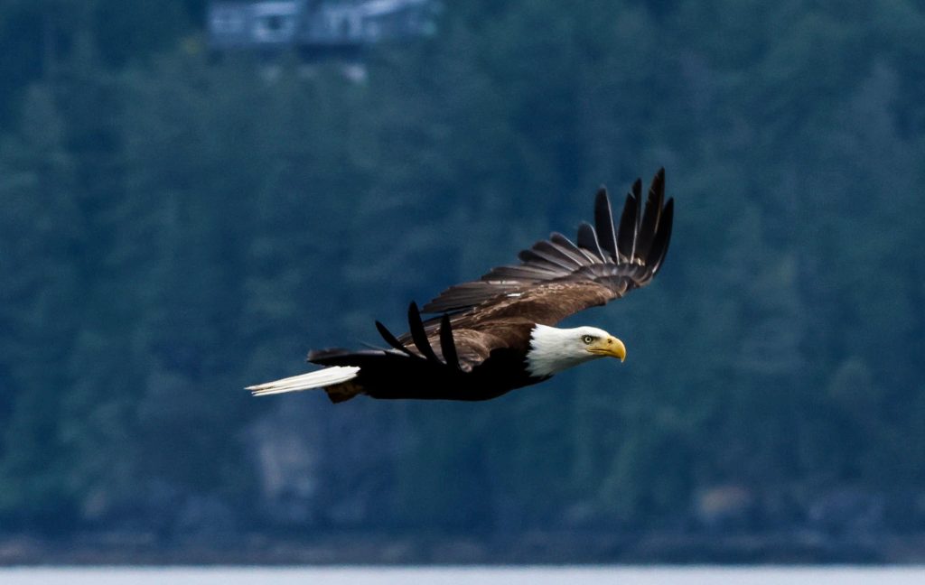 Bald eagle flying