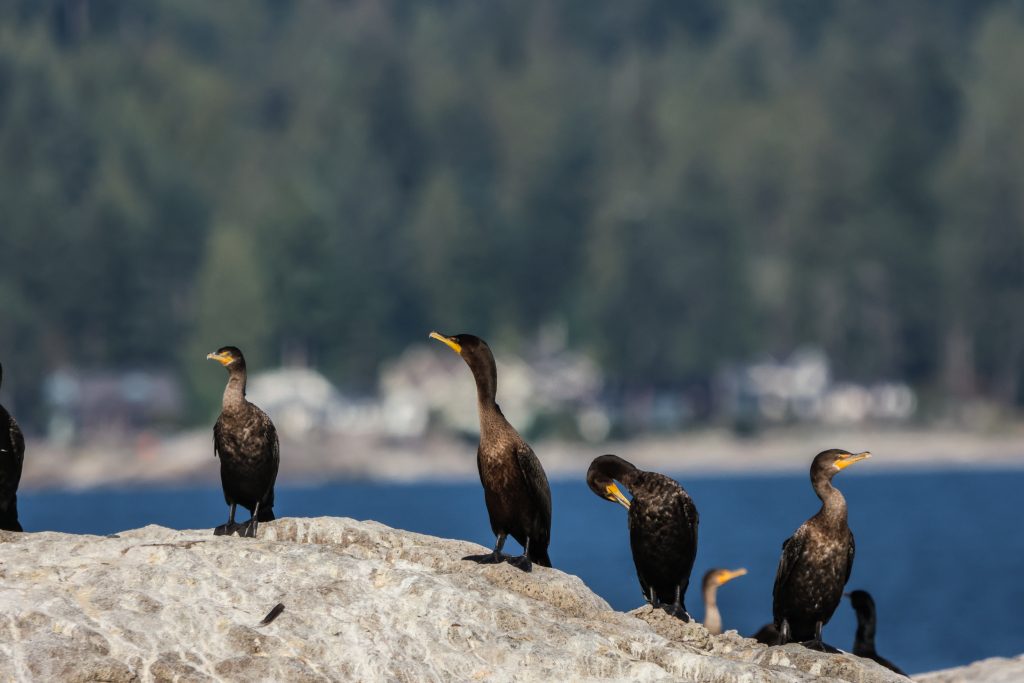 Cormorants on rocks