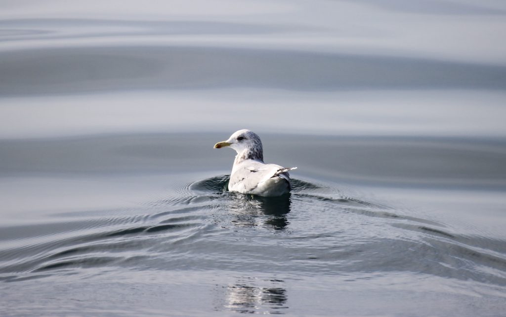 Gull in the water