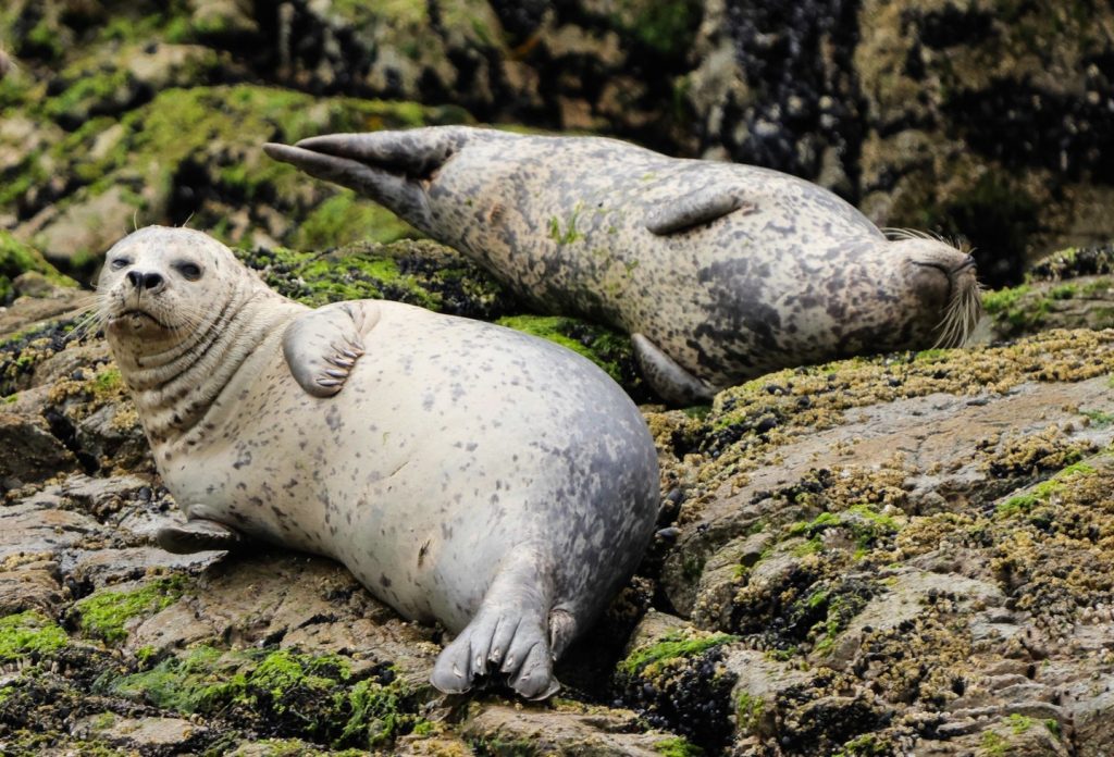 Harbour Seals