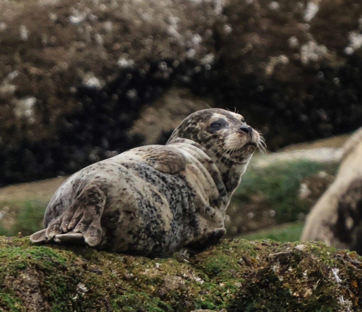 Vancouver Harbour Seal