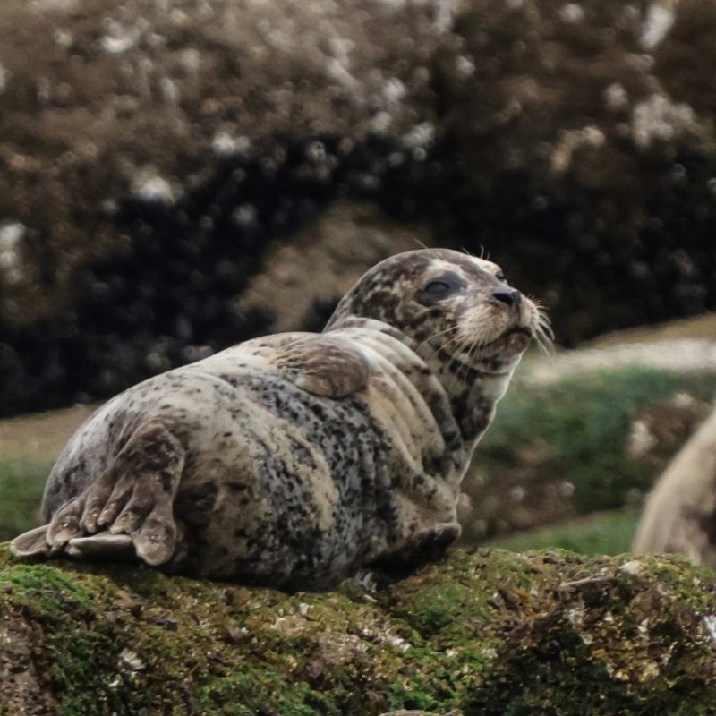 Vancouver Harbour Seal