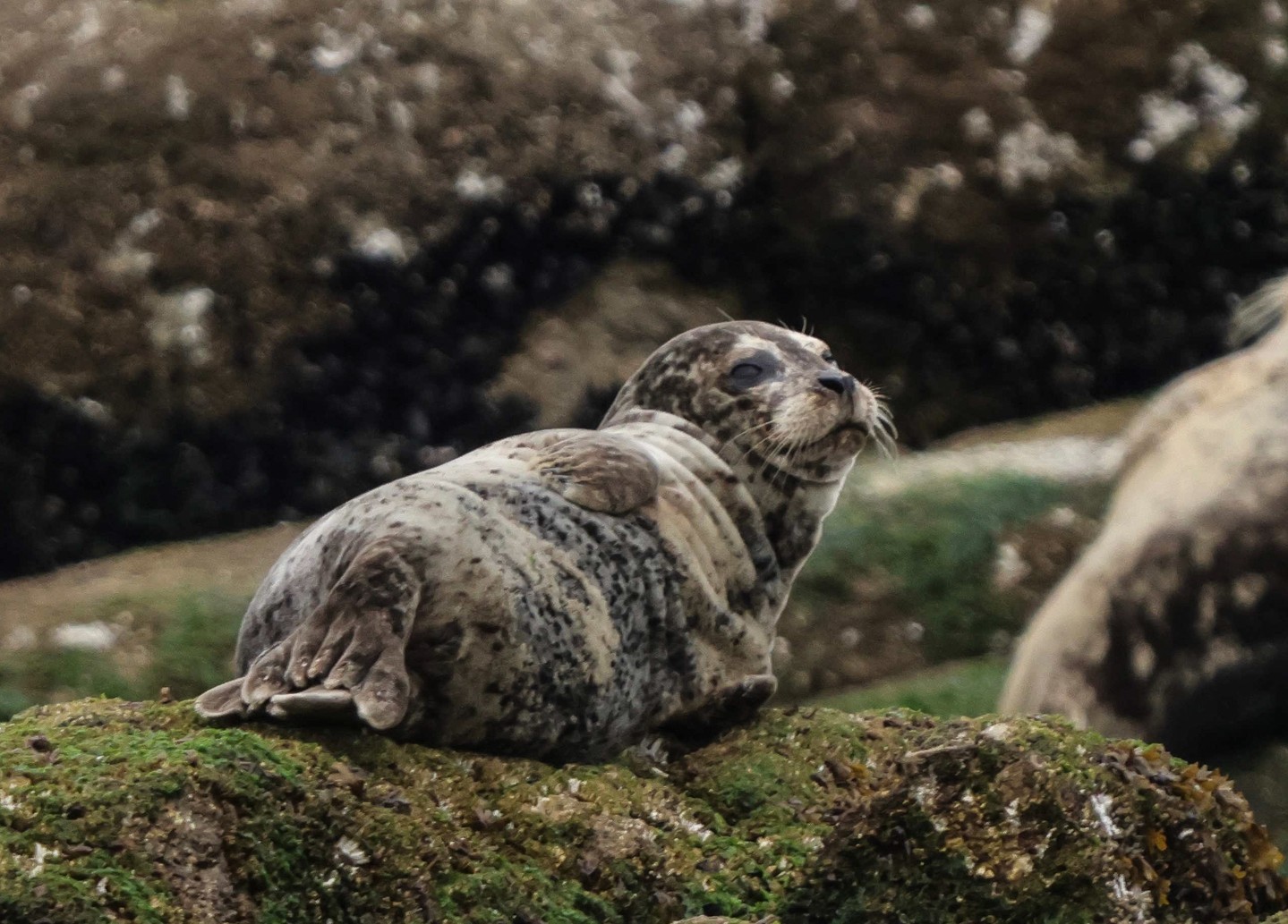 Vancouver Harbour Seal
