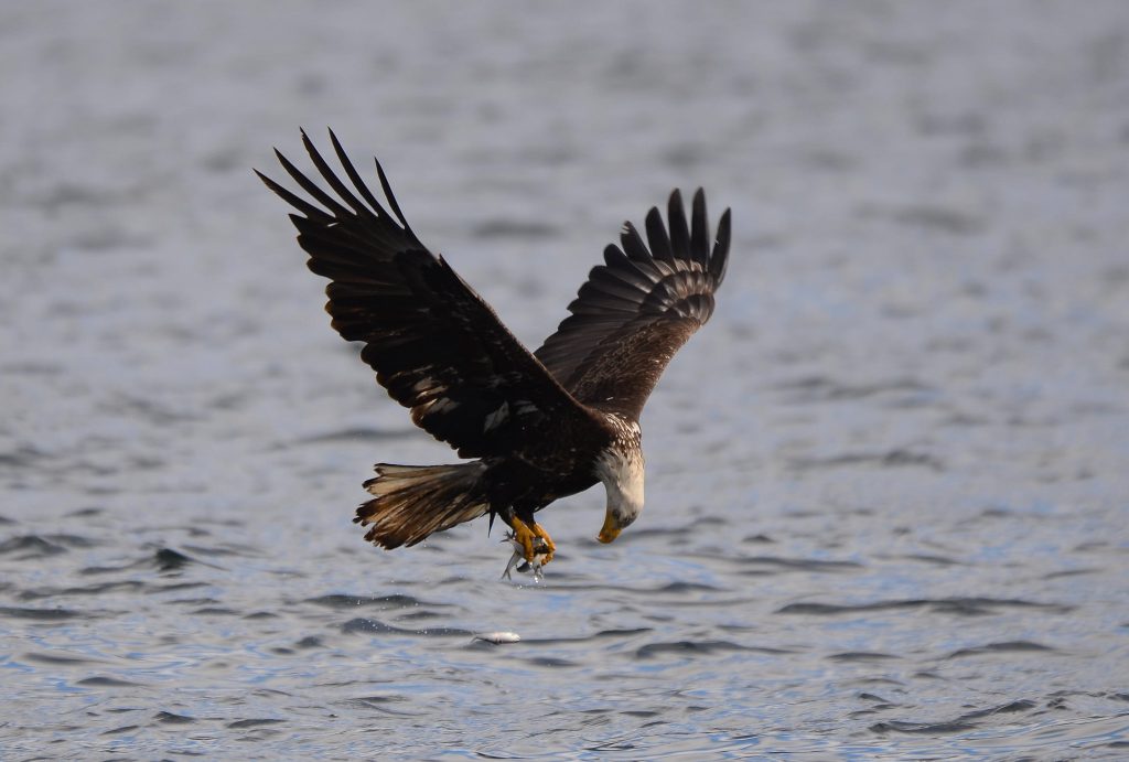 Flying eagle