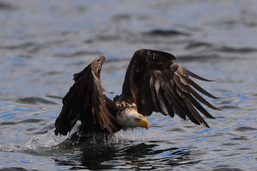 Eagle fishing