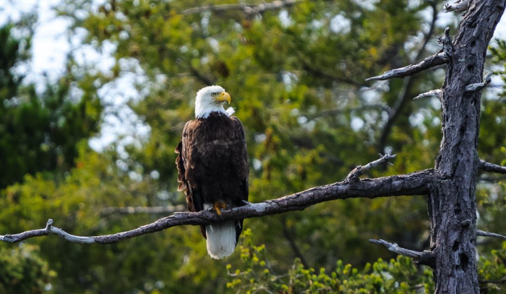 perched bald eagle