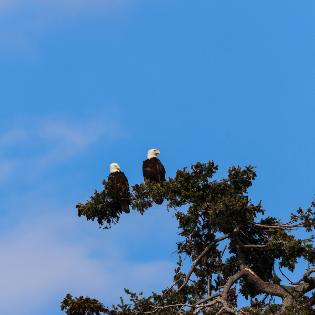Two eagles in Vancouver