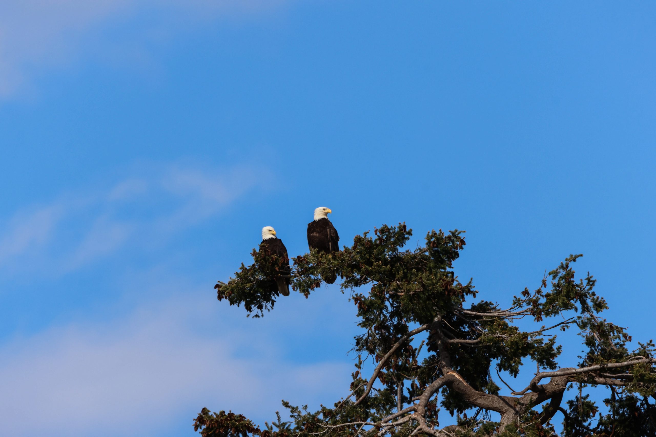 Two eagles in Vancouver