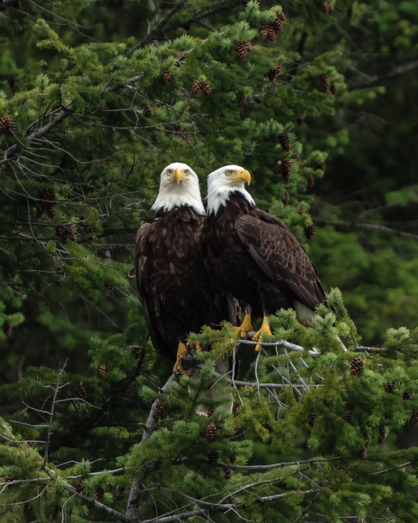Two bald eagles