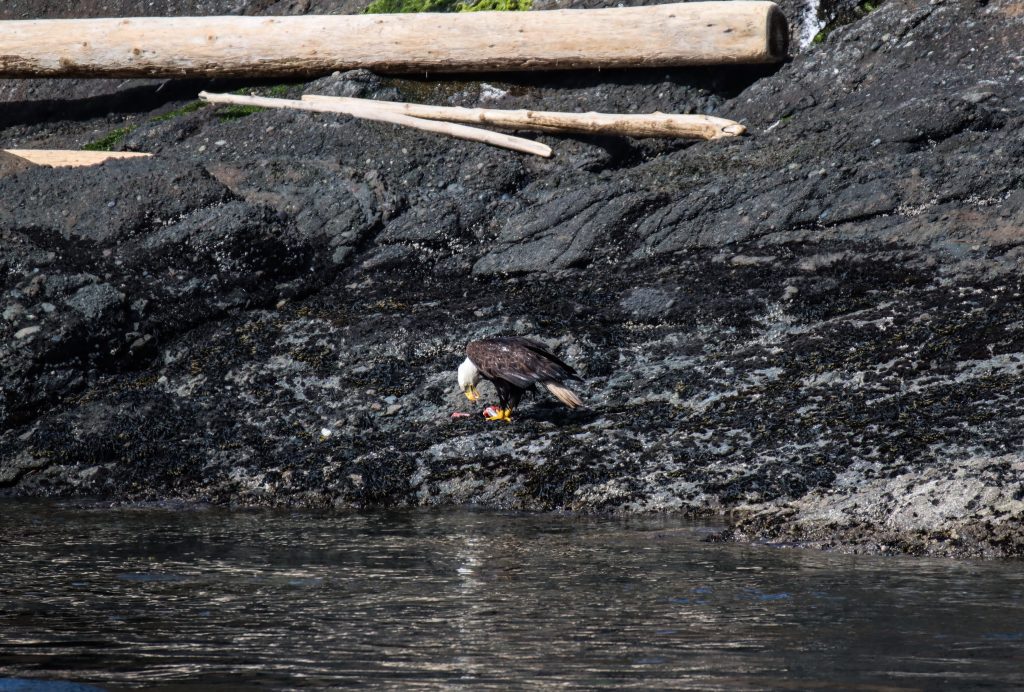 Eagle eating on the shore
