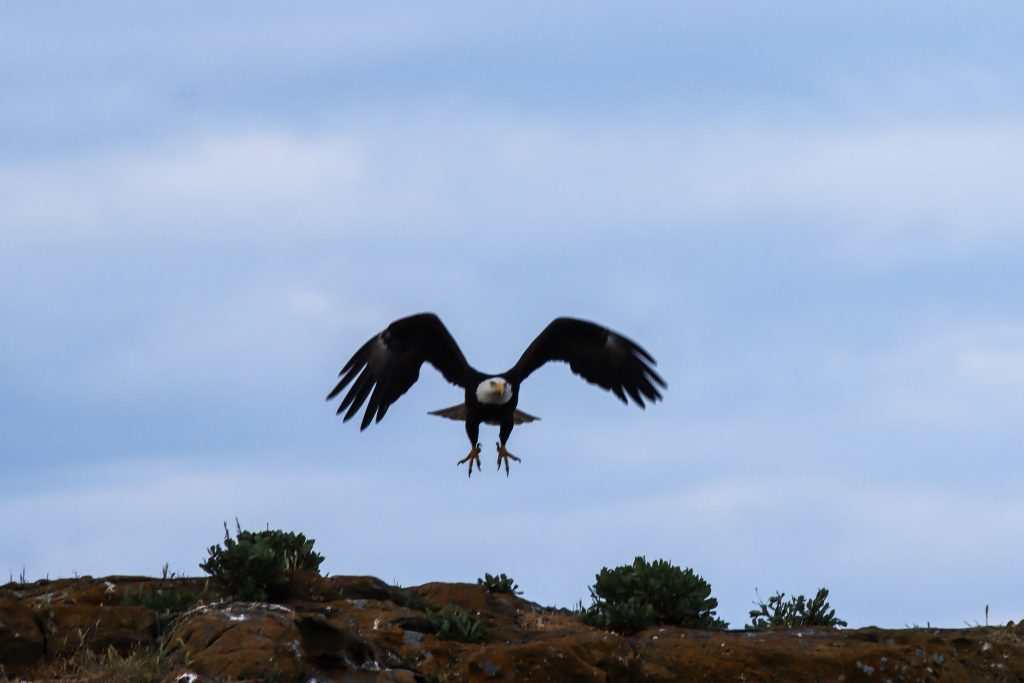 Flying eagle