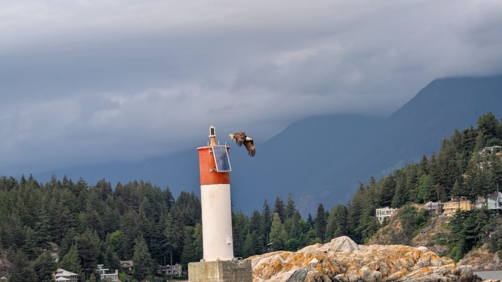 Eagles Flying