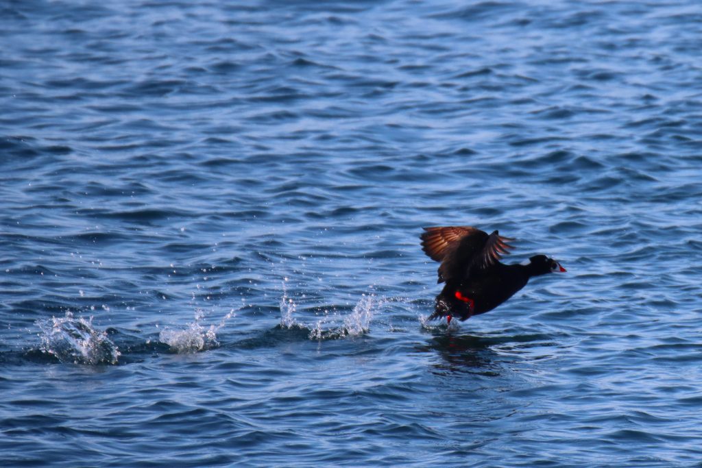Surf Scoters Sea Vancouver