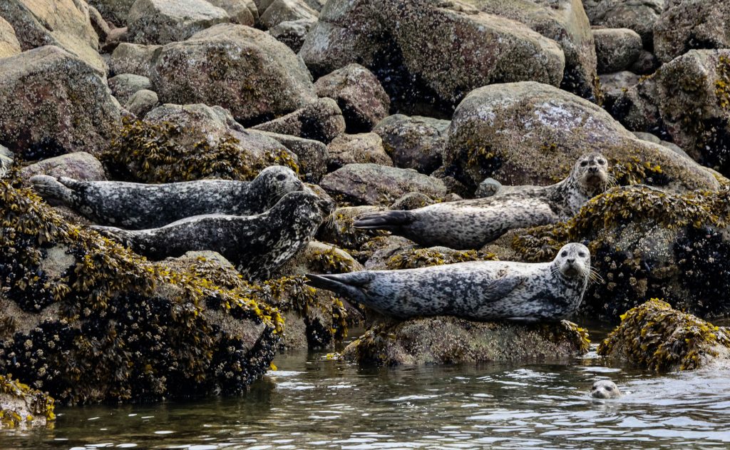 Hauled out seals