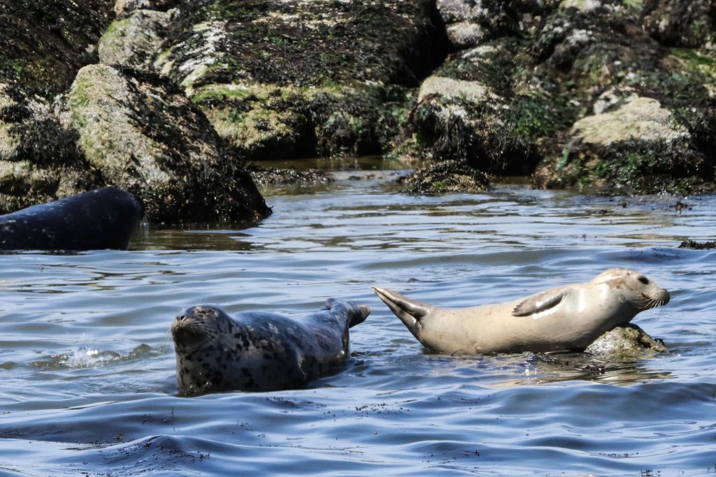 seals in water