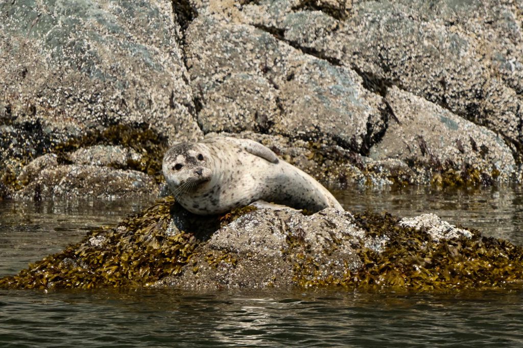 vancouver seal
