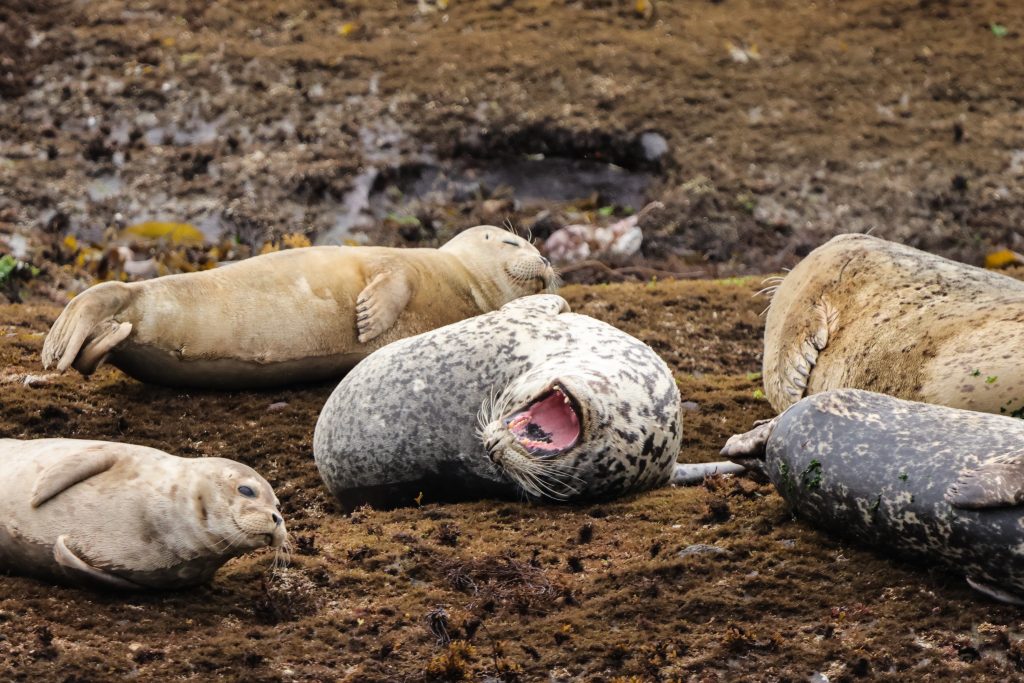 laughing seals