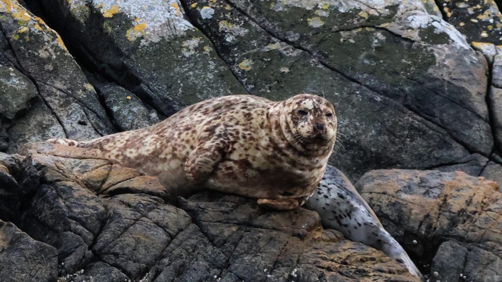 sea vancouver seal