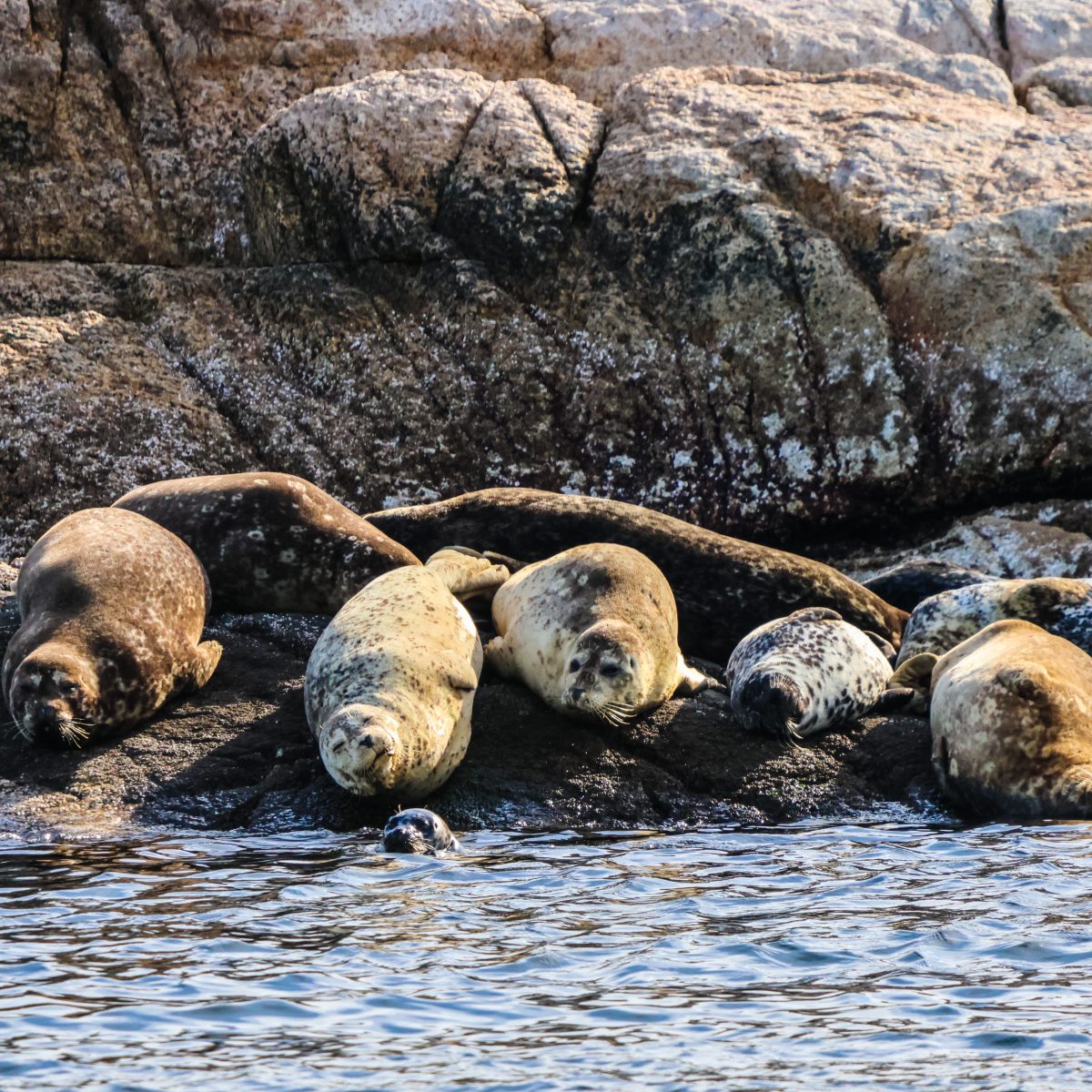 Seals hauling out