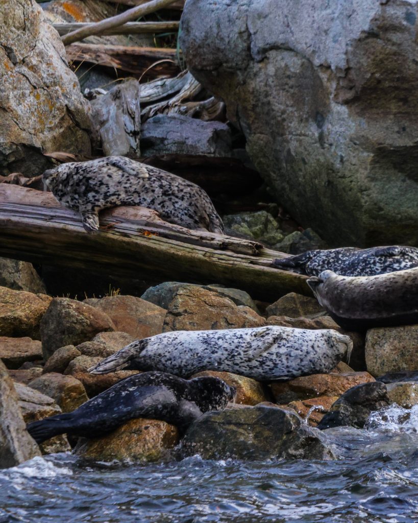 napping seals