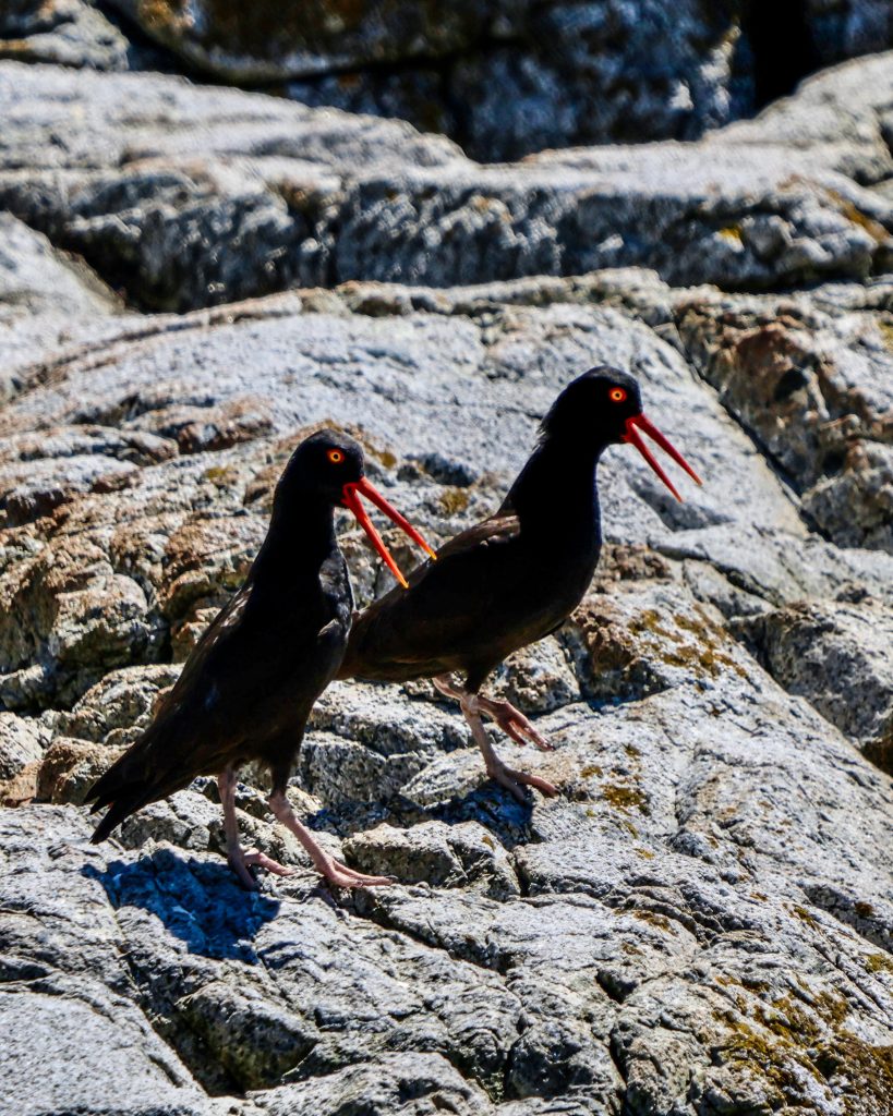 Black Oystercatchers