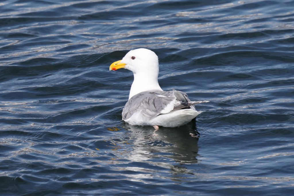 Sea Gulls Sea Vancouver