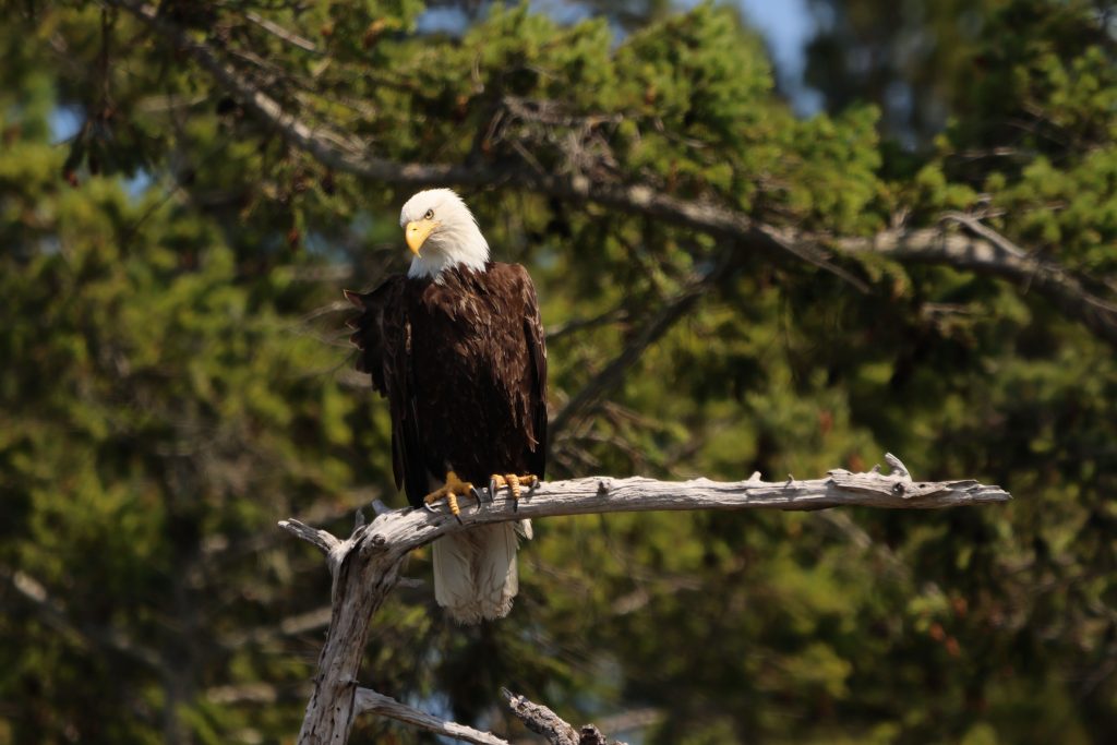 Bald Eagle Sea Vancouver