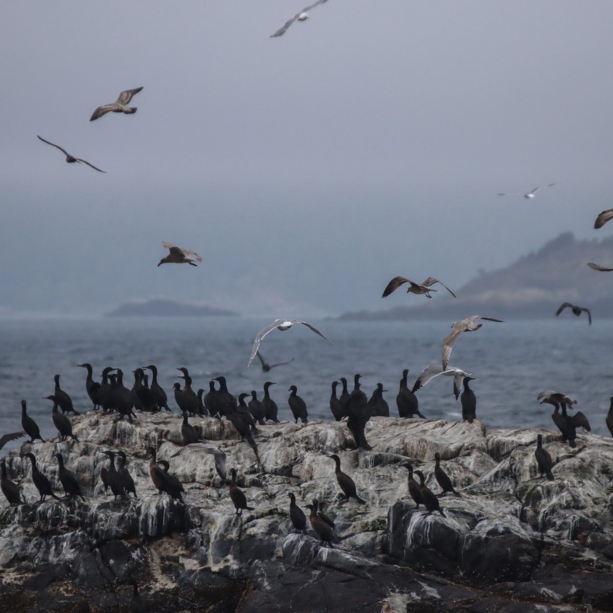 sea birds of Vancouver