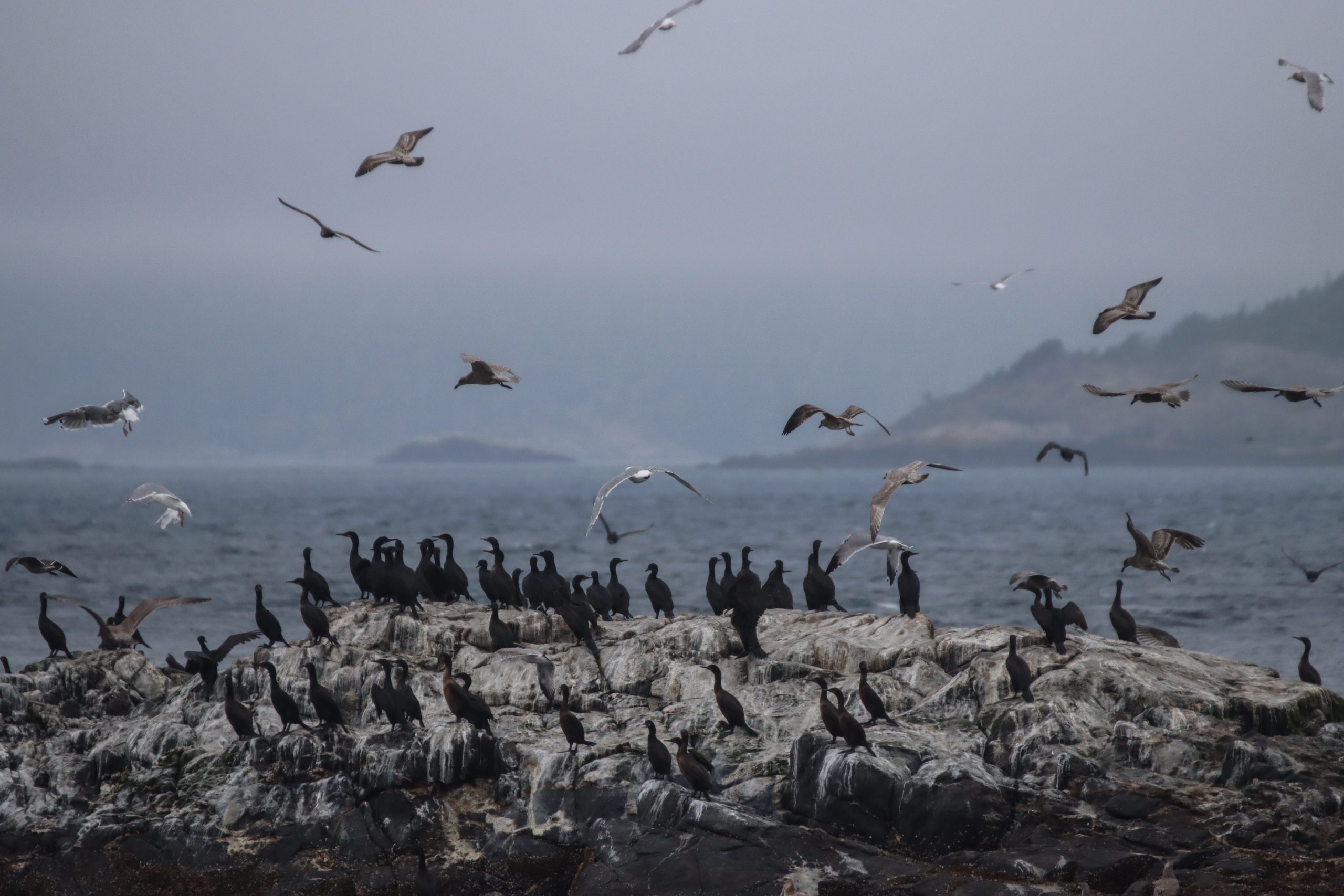 sea birds of Vancouver