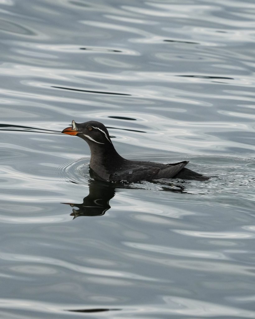 Rhinoceros Auklets Sea Vancouver