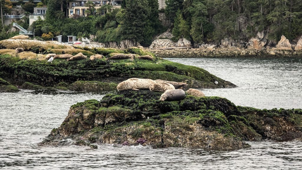seals on rocks