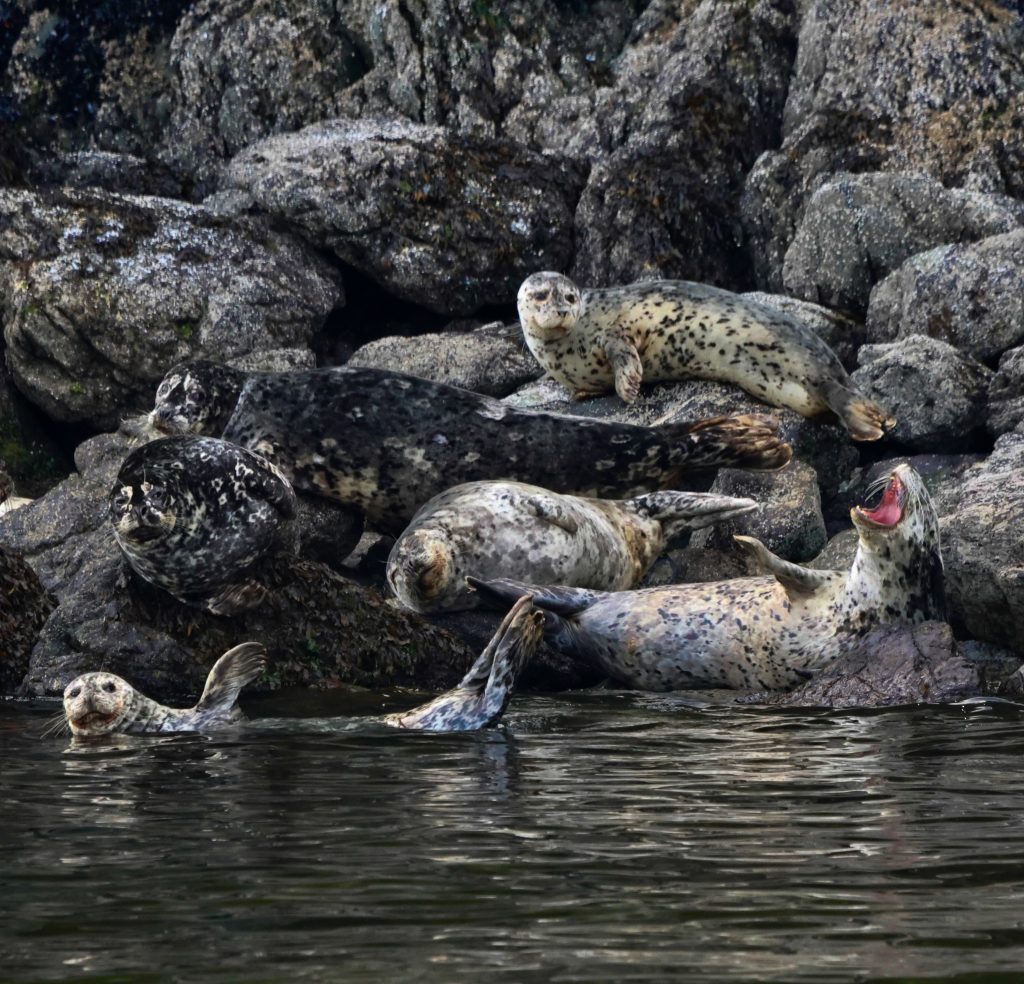 Seals on shoe