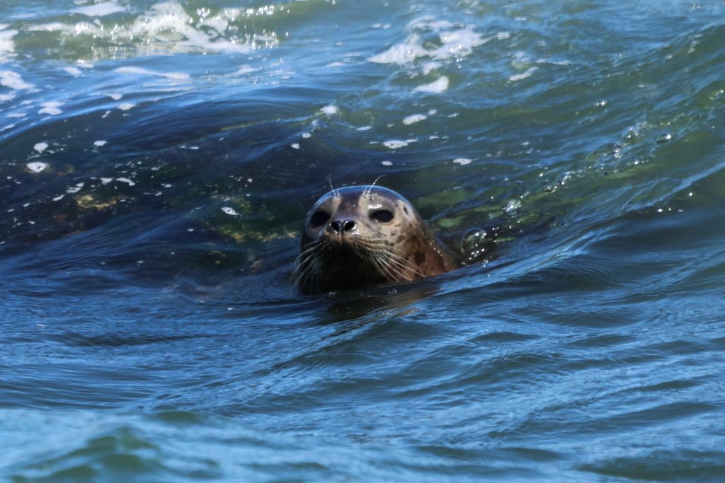 seal in the water