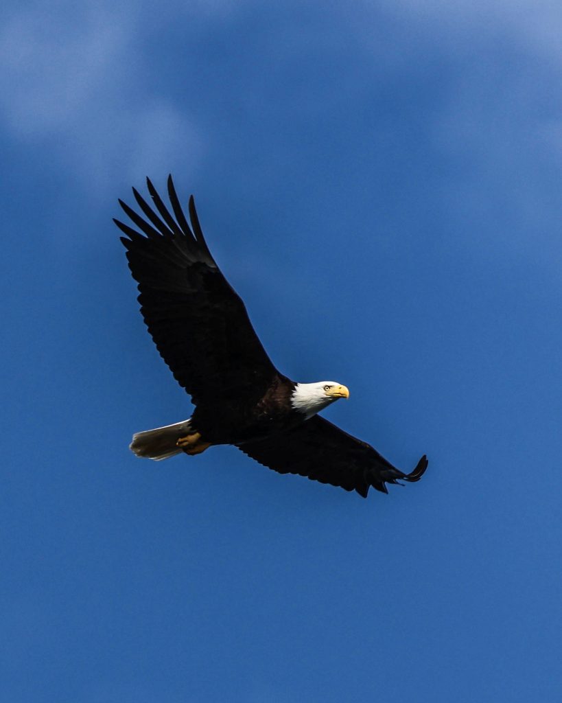 Flying eagle