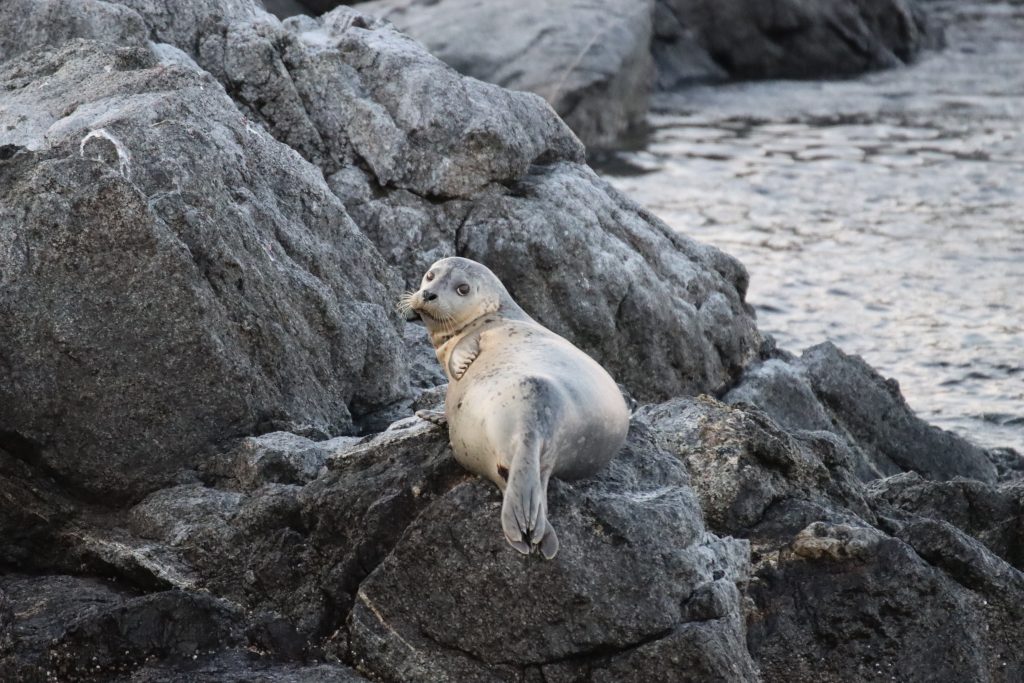Vancouver wildlife
