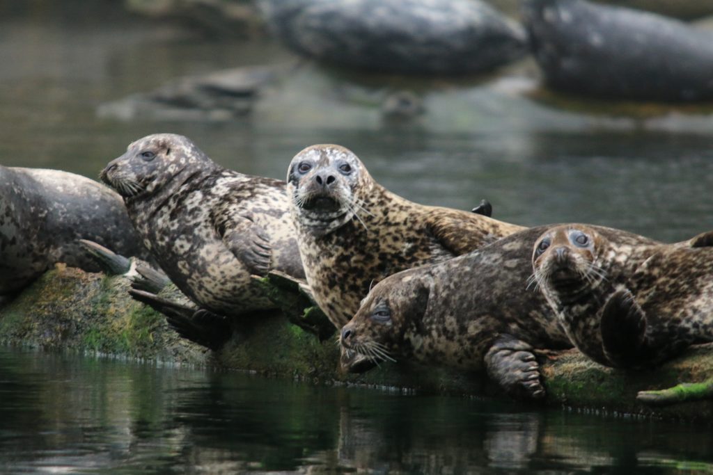 harbour seals