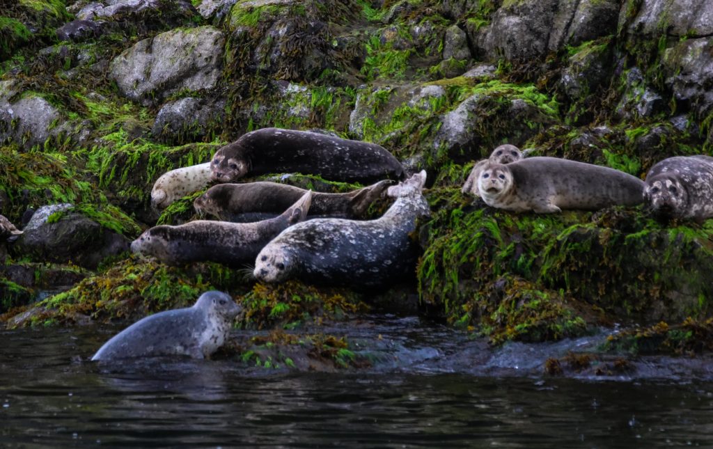 hauling out seals